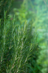 Fresh green rosemary bush in soft  summer light. 