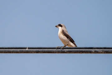 Aksırtlı kuyrukkakan » Finsch`s Wheatear » Oenanthe finschii