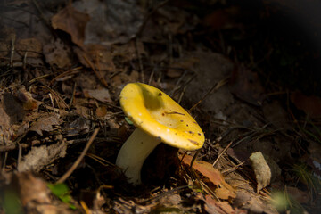 Unknown Mushroom