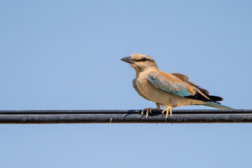 Gökkuzgun » European Roller » Coracias garrulus