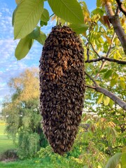Bienenschwarm an Walnussbaum