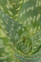 close up of aloe vera plant