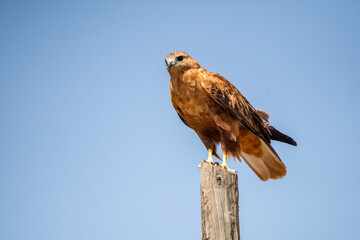 Kızıl şahin » Long-legged Buzzard » Buteo rufinus