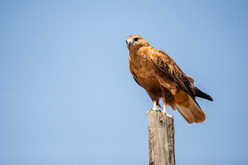 Kızıl şahin » Long-legged Buzzard » Buteo rufinus