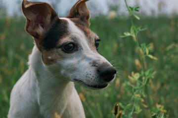 dog jack russell terrier breed with grass among the field