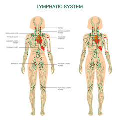 human anatomy, lymphatic system, medical illustration, lymph nodes