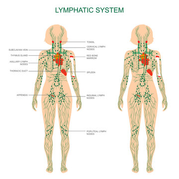 human anatomy, lymphatic system, medical illustration, lymph nodes
