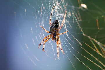 Selective focus shot of a spider on its web