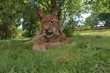 Fototapeta na wymiar big cat with tassels on the ears cute domestic lynx