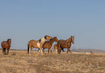 Wild Horses in the Utah Desert