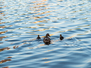A family of ducks, a duck and its little ducklings are swimming in the water. The duck takes care of its newborn ducklings. Mallard, lat. Anas platyrhynchos