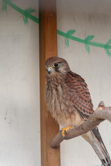 bird of prey (Falco tinnunculus) sitting on a tree branch