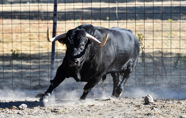 enorme toro español en una ganaderia en españa