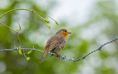 Petirrojo posado en un alambre de espino. Erithacus rubecula