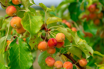 A bush of wild red apples.
