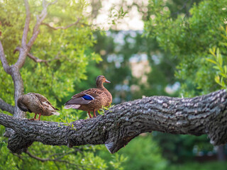 Two Mallard ducks, lat. Anas platyrhynchos, male and female, sits on the tree on the shore of the pond.