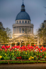 Paris, France - February 8, 2021: Red tulips flowers in Luxembourg garden with blurred Pantheon monument in background in Paris