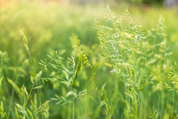 Green grass with seeds on curved stems in light wind. Slightly blurred close up with selective focus.