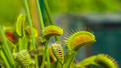CLOSE UP: Tropical venus flytrap closes its trap and devours an unsuspecting bug - obrazy, fototapety, plakaty