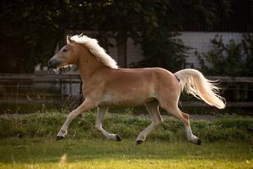 Fototapeta na wymiar Haflinger tobt im Gegenlicht