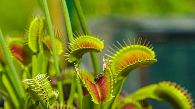 CLOSE UP, DOF: Trap leaf of a carnivorous plant closes in on a small insect.
