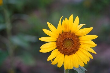 sunflower on the field