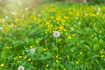 Field with white dandelion flowers. Meadow of white dandelions. Summer field. Dandelion field. spring background with white dandelions.