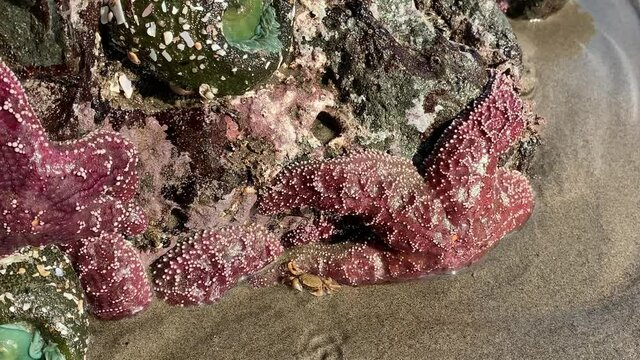 Pan across a rocky shore in Oregon showing sea anemones and sea stars
