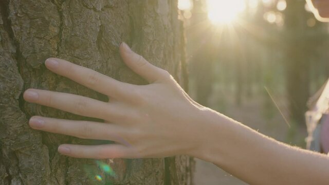 woman hand touching tree nature girl caressing bark feeling natural texture in forest woods environment conservation concept