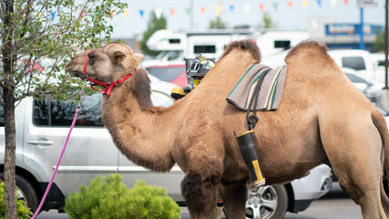 Camel 