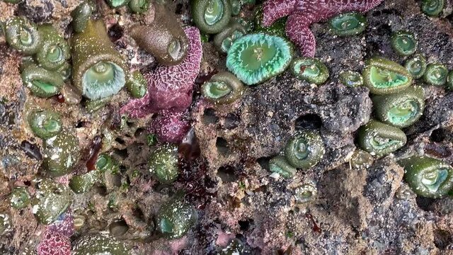 Pan across a rocky shore in Oregon showing sea anemones and sea stars