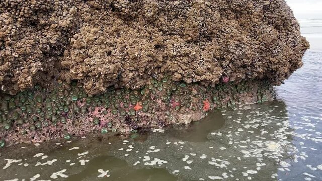 Pan across a rocky shore in Oregon showing sea anemones and sea stars