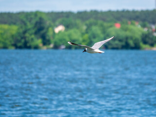 Beautiful Black Headed Gull, in elegant flight over blue water
