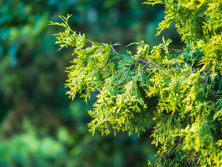 Thuja branches in spring. Fresh thuja branches in the sunset light.