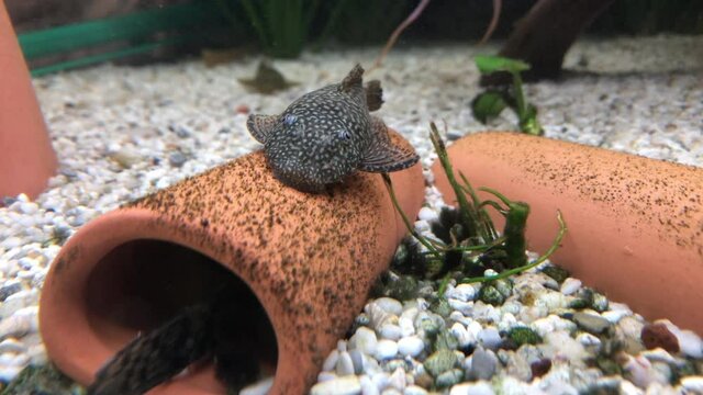 Antennenwels auf einer Laichr&ouml;hre im Aquarium.