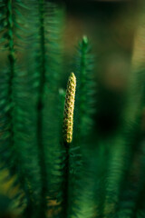 Young pine cone. The cone of a small Christmas tree.