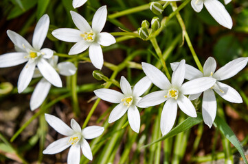 Beautiful white flowers Latin name Ornithogalum umbellatum L.