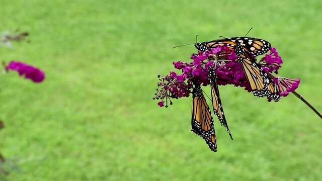 Monarch butterflies on purple butterfly bush flapping wings about to fly