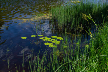 An algal bloom, the water in the river, pond bloomed, the appearance of a lot of green algae, grass, water lilies, top view