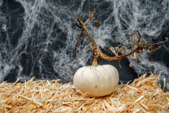 Spooky, Halloween display of  a small white pumpkin sitting on a bale of hay with a black background and cob webs.