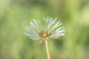 The common dandelion (lat. Taraxacum officinale), of the family Asteraceae (the daisy family).