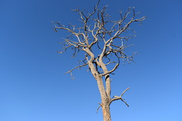 tree against sky