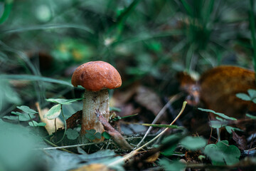Mushroom. Edible mushroom. Boletus. Boletus in the forest.