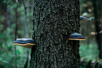 Mushroom. In the woods. The tinder is real. Mushroom on the tree. Chaga.