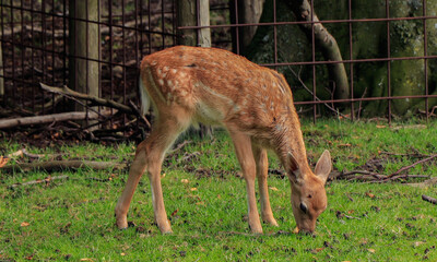 ciervos pastando en un parque de la ciudad. La haya, Paises bajos. Ciervo común o europeo. Cervus elaphus.
