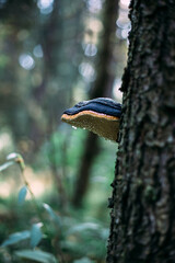 Mushroom. In the woods. The tinder is real. Mushroom on the tree. Chaga.