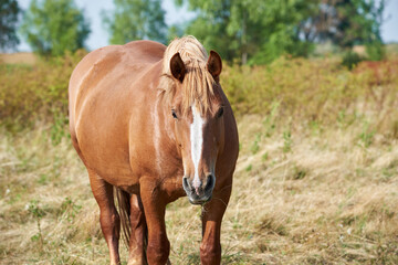 Naklejka na ściany i meble Chestnut heavy draft horse with white stripe grazes in the meadow and looks at the camera