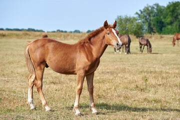 Naklejka na ściany i meble Chestnut foal of heavy draft breed on the meadow in the herd looking at the camera