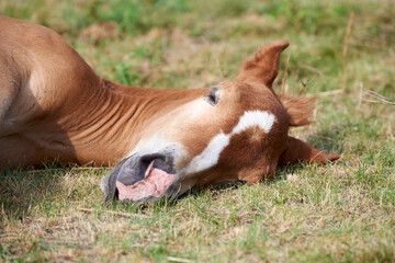 Close-up of a cute chestnut foal with a white stripe on the forehead sleeping on the grass