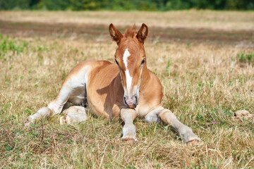 Naklejka na ściany i meble Cute chestnut foal with a white stripe on the forehead lying on the grass